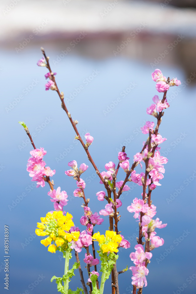 桃の花と菜の花