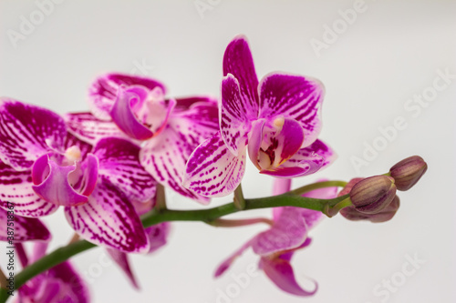 Close up indoor view of beautiful purple and white flower blossoms on a moth orchid (phalaenopsis) plant with a white background