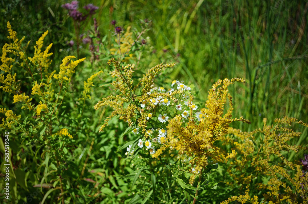 Obraz premium autumn flowers