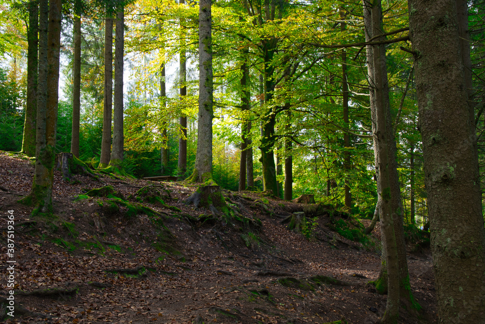 Obraz premium Herbststimmung in den Wäldern der Vogesen