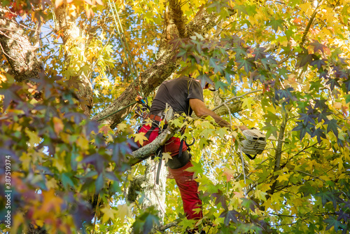 lumberjack at work balancing in a tree