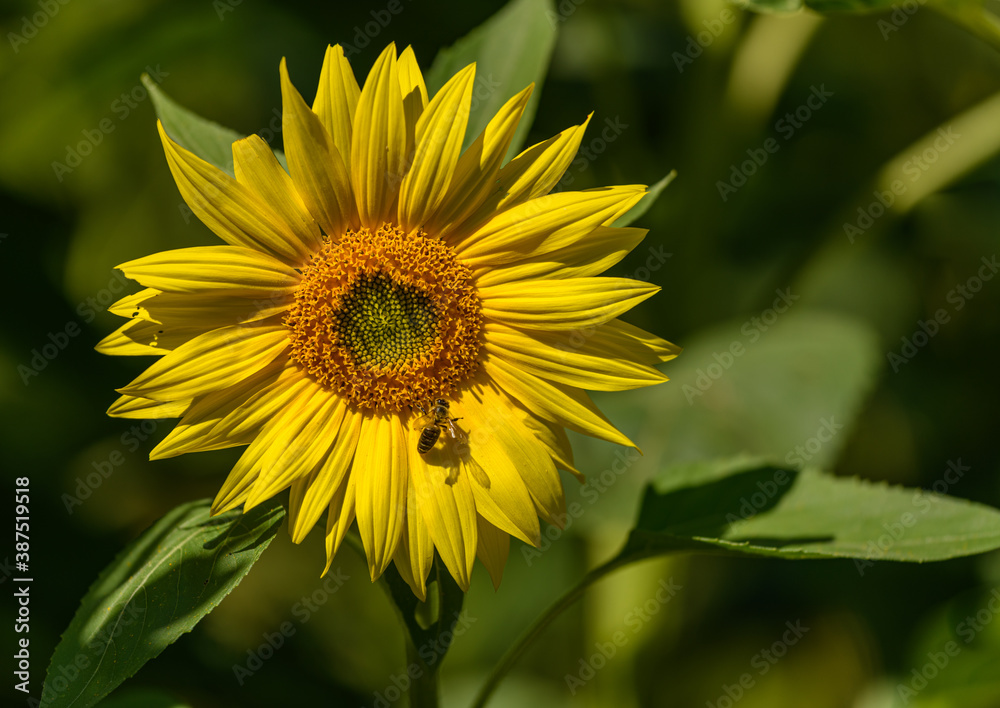 sunflower flower in the field with bee sunflower flower in the field with bee