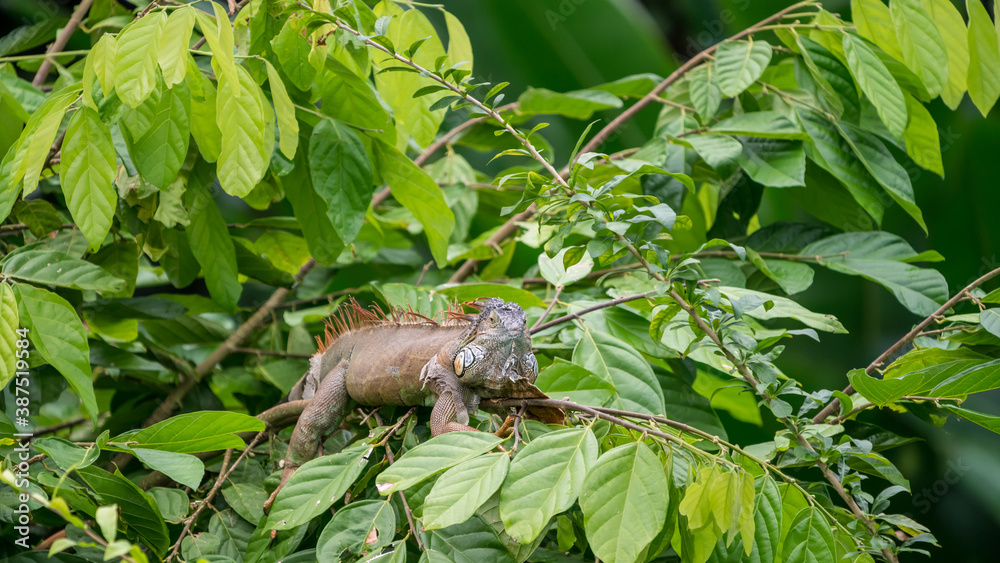 Green iguana on a tree (Iguana iguana rhinolopha)