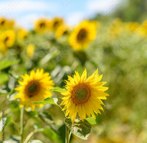 sunflowers on the field with only one in focus