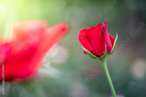 Roses in the garden