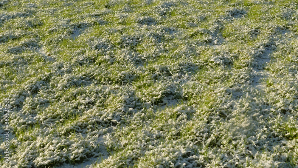 Fototapeta premium the grass is powdered with the first snow