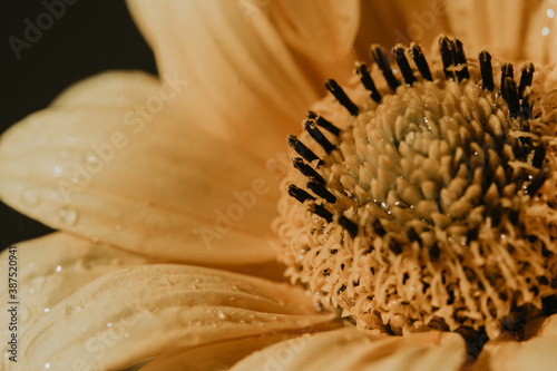 macrograph of a yellow bright flower. bright summer garden flower on a dark background. fluffy core of yellow bright flower photo