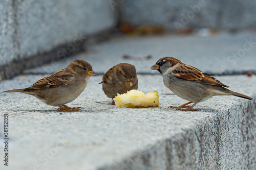group of sparrows eating a pear
