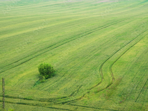 tree in the middle of green field with trail path trough it, aerial view with textured effect 