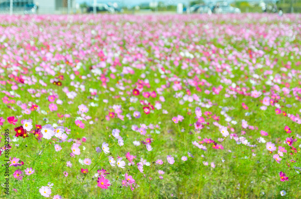 淡い色合いのピンクのコスモス畑