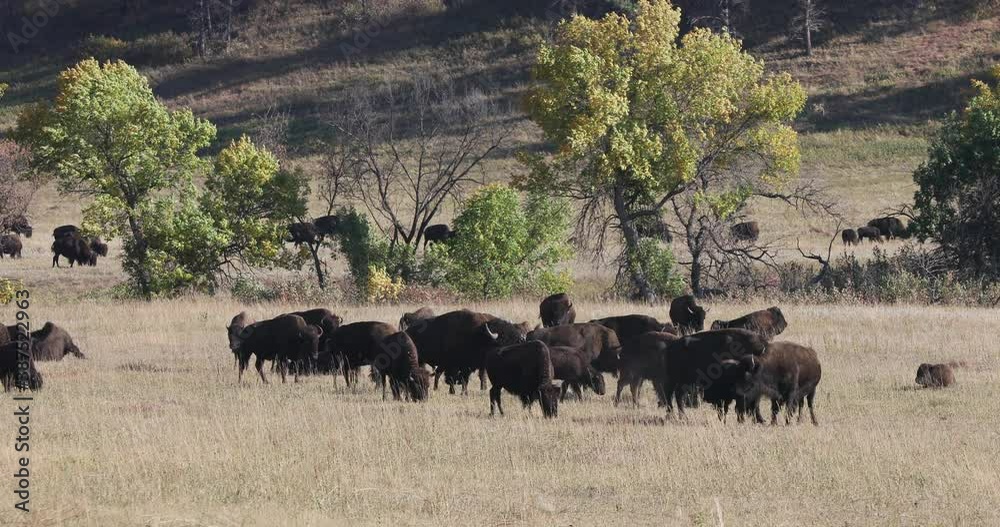 Bisson herd in Custer State Park South Dakota Black Hills 4K. Black Hills of South Dakota. Mountain, valley, landscape scenic discovery. State Park with wildlife, lakes, campgrounds and picnic areas. Bisson herd in Custer State Park South Dakota Black Hills 4K. Black Hills of South Dakota. Mountain, valley, landscape scenic discovery. State Park with wildlife, lakes, campgrounds and picnic areas.