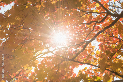 秋の紅葉 背景イメージ