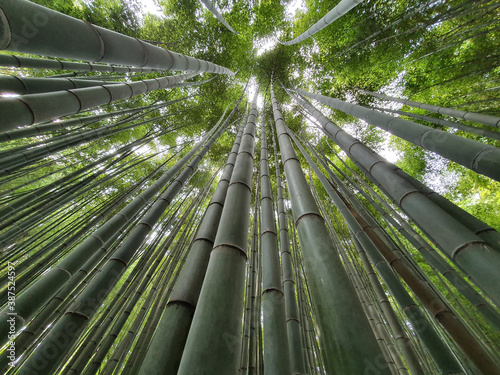 a bamboo field growing into the sky