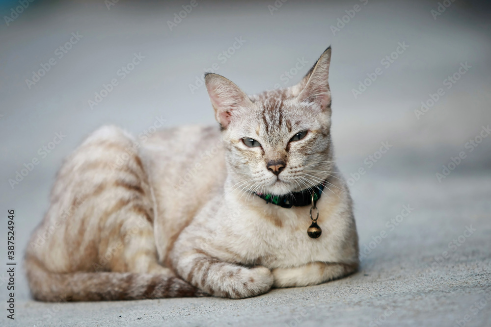 Lovely gray cat sitting at outdoor Lovely gray cat sitting at outdoor