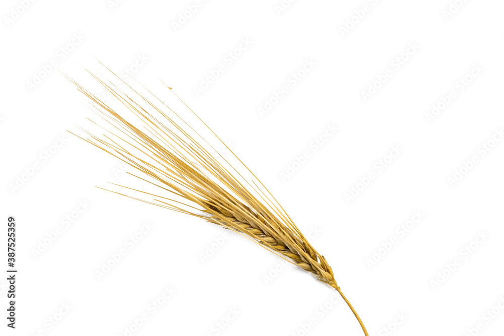 Wheat ear p isolated on white background Wheat ear p isolated on white background