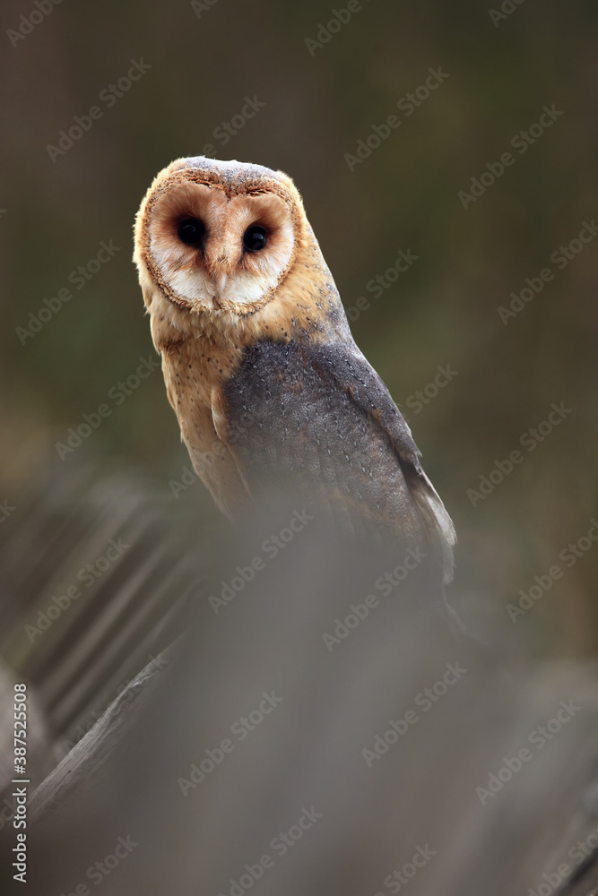 Fototapeta premium The barn owl (Tyto alba) sitting on a wooden fence