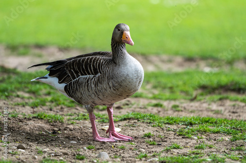 The greylag goose, Anser anser is a species of large goose © rudiernst