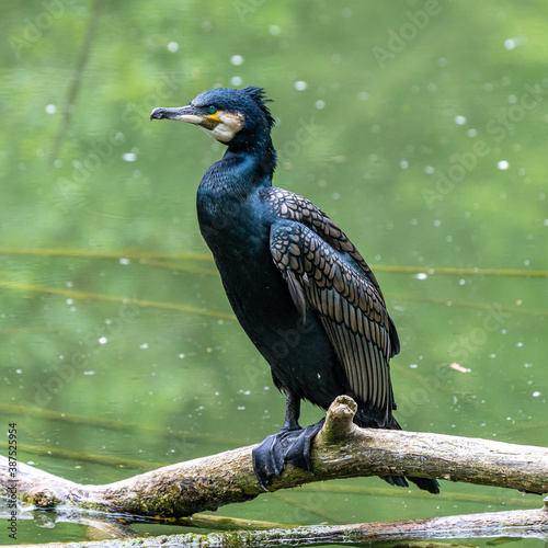 The great cormorant, Phalacrocorax carbo sitting on a branch