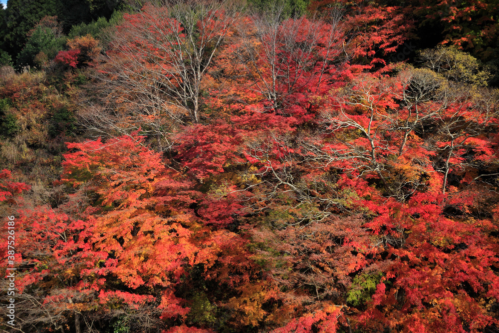 紅葉