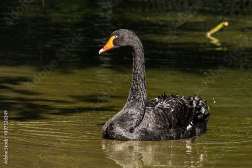 Fototapeta Naklejka Na Ścianę i Meble -  Black Swan, Cygnus atratus in a german nature park