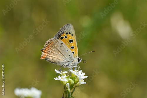Small copper (Lycaena phlaeas) on a wild flower in meadow © Ivan