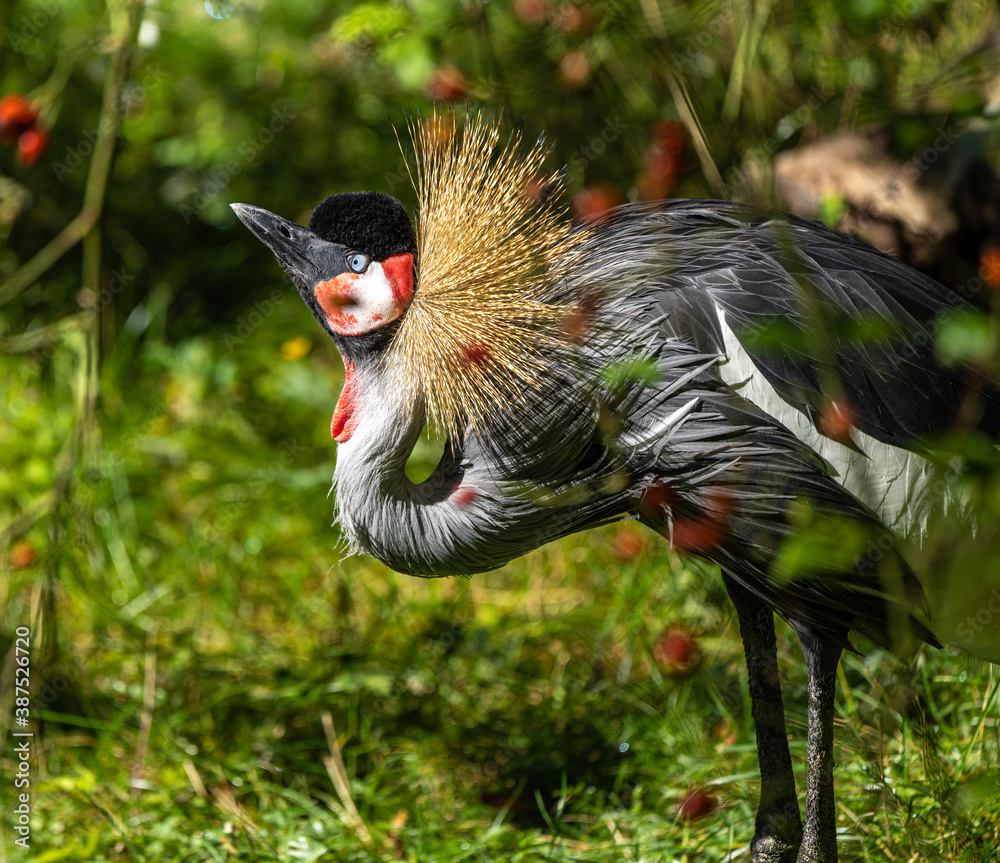 Fototapeta premium Black Crowned Crane, Balearica pavonina in a park