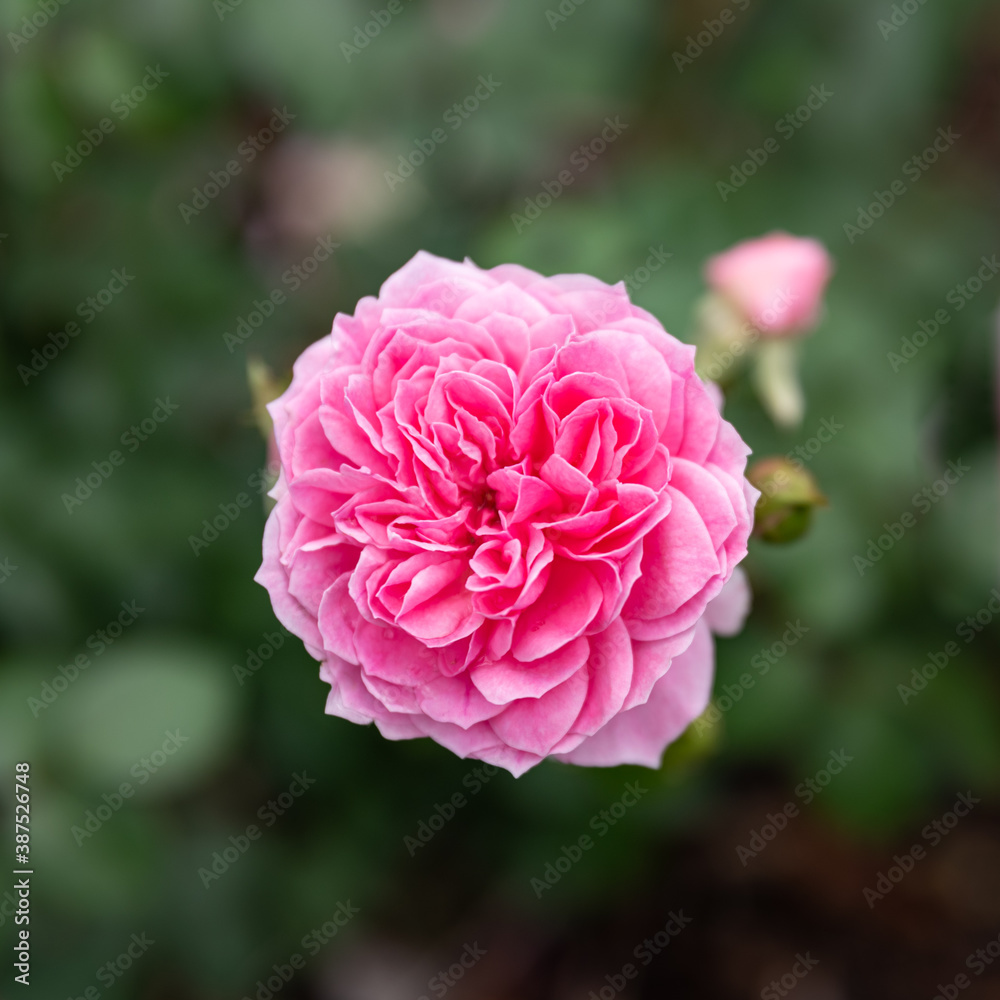 Pink Rose Double, square crop, centered. Bright pink spring bloom, top down detail.