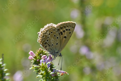 Polyommatus daphnis  the Meleager s blue   is a butterfly of the Lycaenidae family. Small blue butterfly in wild nature
