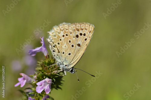 Polyommatus daphnis, the Meleager's blue, is a butterfly of the Lycaenidae family. Small blue butterfly in wild nature