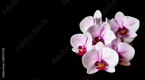 Isolated orchid flowers on black background. Home grown colorful Moth Orchid flowers in bloom.