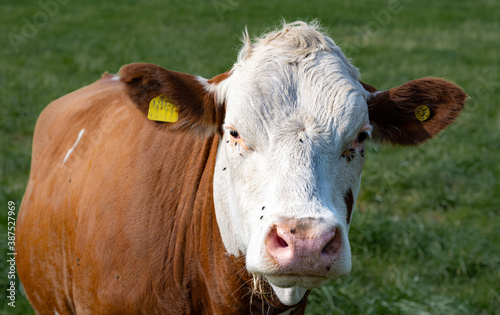 Wallpaper Mural A white and brown calf. Picture from Scania, in southern Sweden Torontodigital.ca