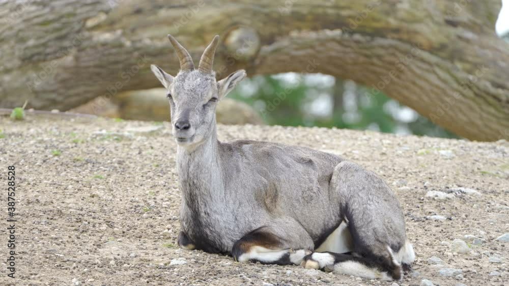 The look of the grey color chinese bharal The look of the grey color chinese bharal