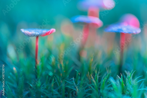 Mushrooms containing psilocybin grow in the forest. Hallucinogenic mushrooms. Closeup with shallow depth of field. Soft focus. Selective focus on the cap of the nearest mushroom. Artistic lighting.