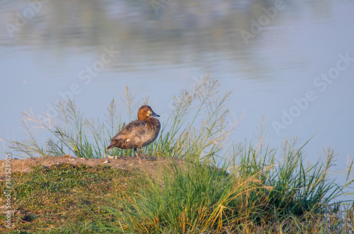 The common pochard is a medium-sized diving duck. The scientific name is derived from Greek aithuia an unidentified seabird mentioned by authors including Hesychius and Aristotle, photo