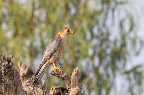 beautiful bird of prey on the tree, The red-necked falcon is a bird of prey in the falcon family with two disjunct populations, one in India and the other in Africa. photo