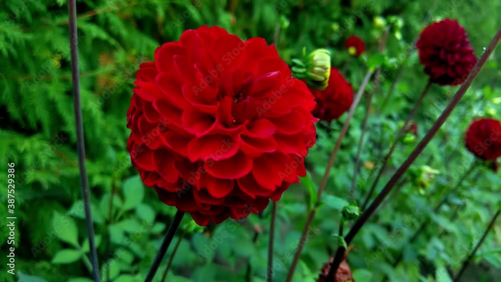 Close up of red dahlia flower in the garden. Close up of red dahlia flower in the garden.