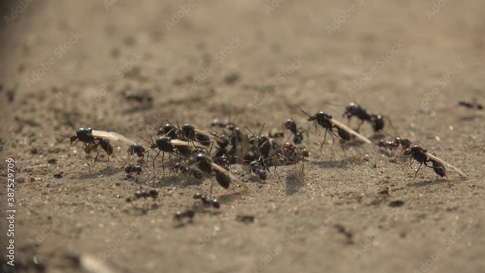 Worker ants are driven out of the nest a Queens of ants. Winged ants swarming from the nest in preparation for the nuptial flight, have crawled to surface and fly away in search of new anthills. Macro Worker ants are driven out of the nest a Queens of ants. Winged ants swarming from the nest in preparation for the nuptial flight, have crawled to surface and fly away in search of new anthills. Macro