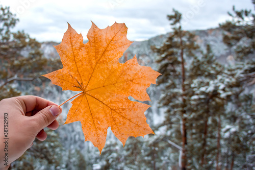 Yellow maple leaf in hand on snowy forest background