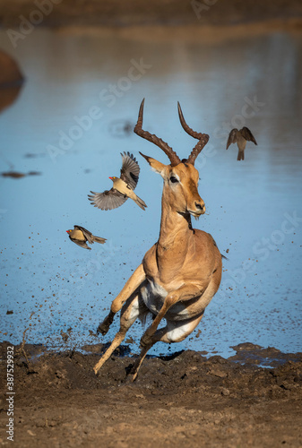 Vertical portrait of a male impala leaping out of muddy edge of water in Kruger Park in South Africa photo