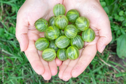 gooseberries in the palms