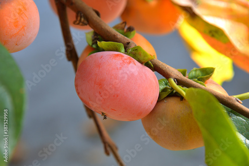 Ripe persimmon on tree branch in autumn photo