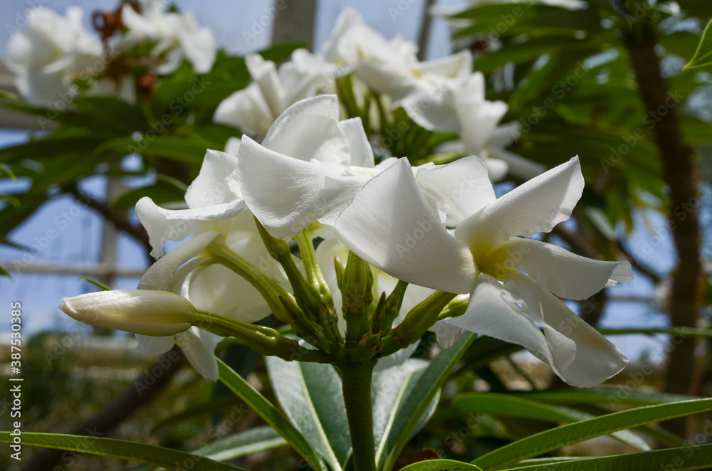 Close up of delicate white flowers of Nerium oleander and green leaves in a exotic Italian garden in a sunny summer day, beautiful outdoor floral background photographed with soft focus. Close up of delicate white flowers of Nerium oleander and green leaves in a exotic Italian garden in a sunny summer day, beautiful outdoor floral background photographed with soft focus.