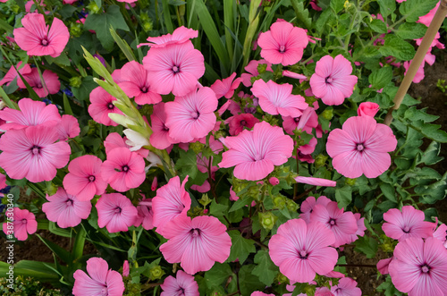 Many delicate pink magenta flowers of Althaea officinalis plant, commonly known as marsh-mallow in a British cottage style garden in a sunny summer day, beautiful outdoor floral background.