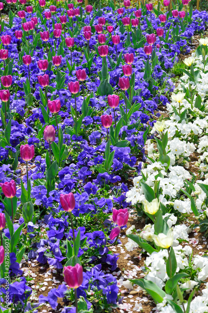 Naklejka premium チューリップとパンジーと桜の花びら