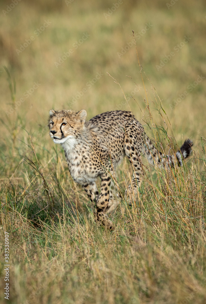 Vertical portrait of a young cheetah running in Masai Mara in Kenya Vertical portrait of a young cheetah running in Masai Mara in Kenya