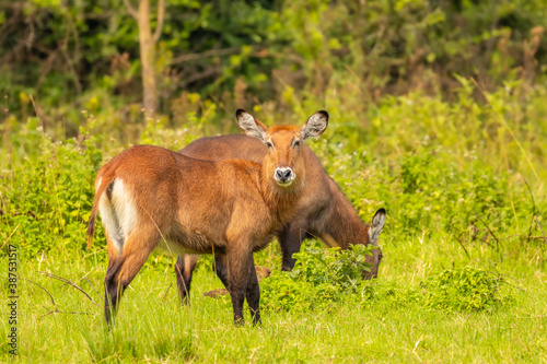 Female defassa waterbuck ( Kobus ellipsiprymnus defassa), Lake Mburo National Park, Uganda. photo