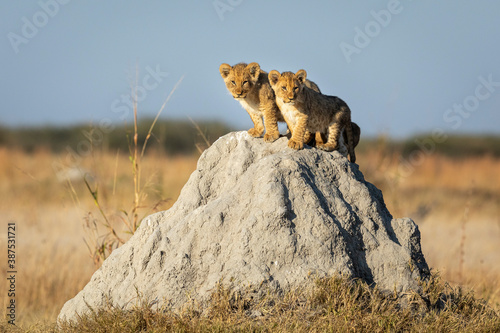 Two small lion cubs standing on a large termite mound in Savuti in Botswana photo
