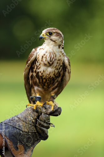 The saker falcon (Falco cherrug) portrait. Portrait of a big falcon sitting on a falconry glove with a green background.