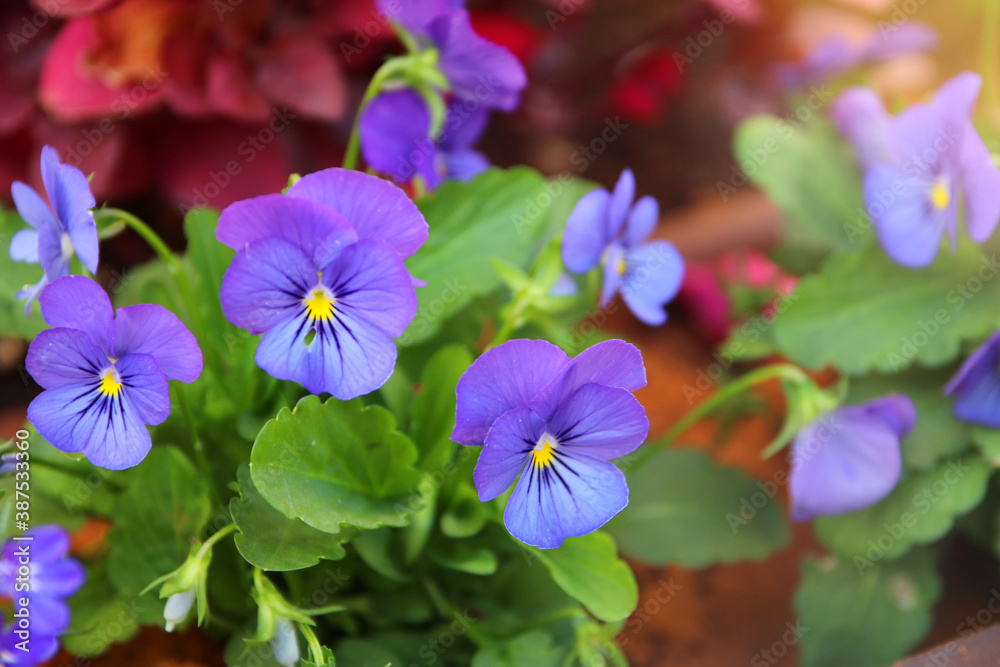 photo of blue pansy flowers in the garden. Close up, selective focus photo of blue pansy flowers in the garden. Close up, selective focus
