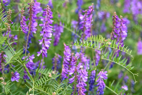 Leuchtende  lila Wildblumen auf einer Wiese